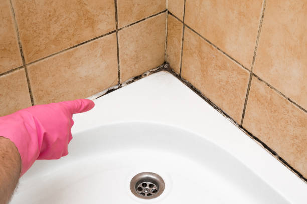 Best Crawl Space Mold Remediation in Billings, MT